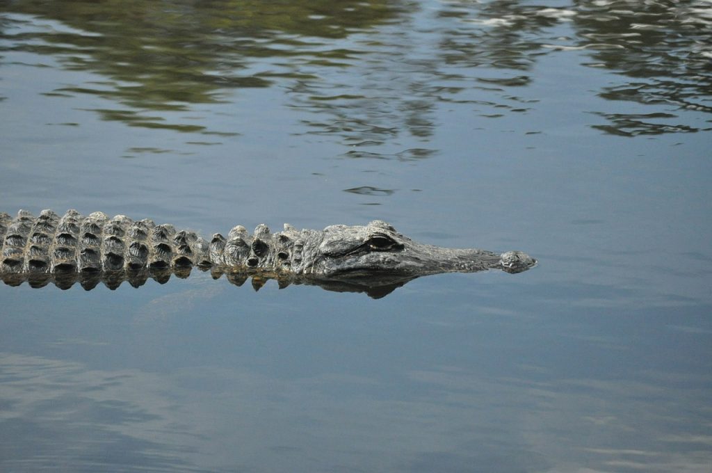 american-alligator-164212_1280