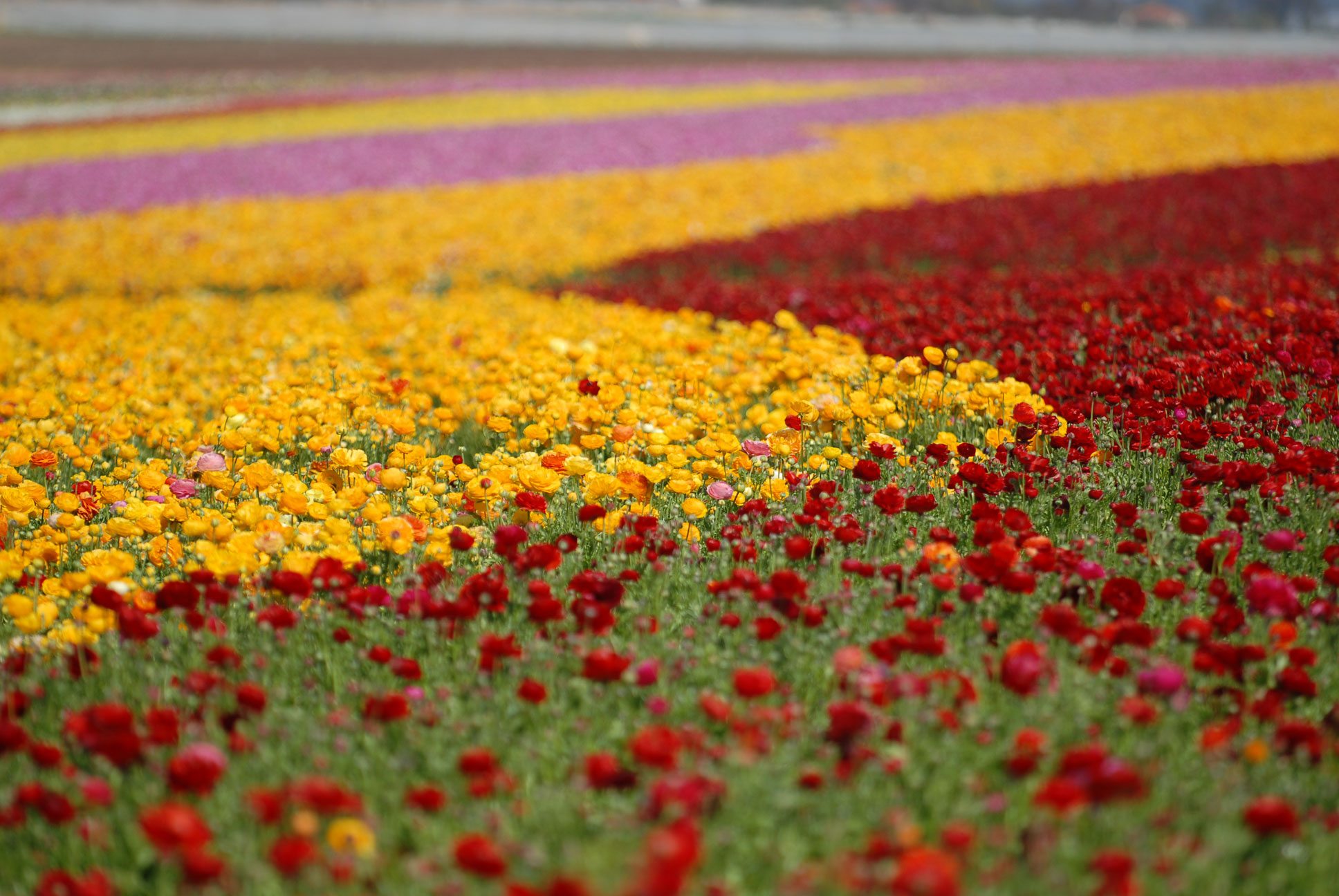 Rows of Red, Pink and Yellow Flowers