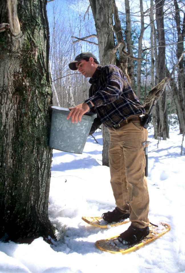 Man With Snowshoes Harvesting Maple Sugar