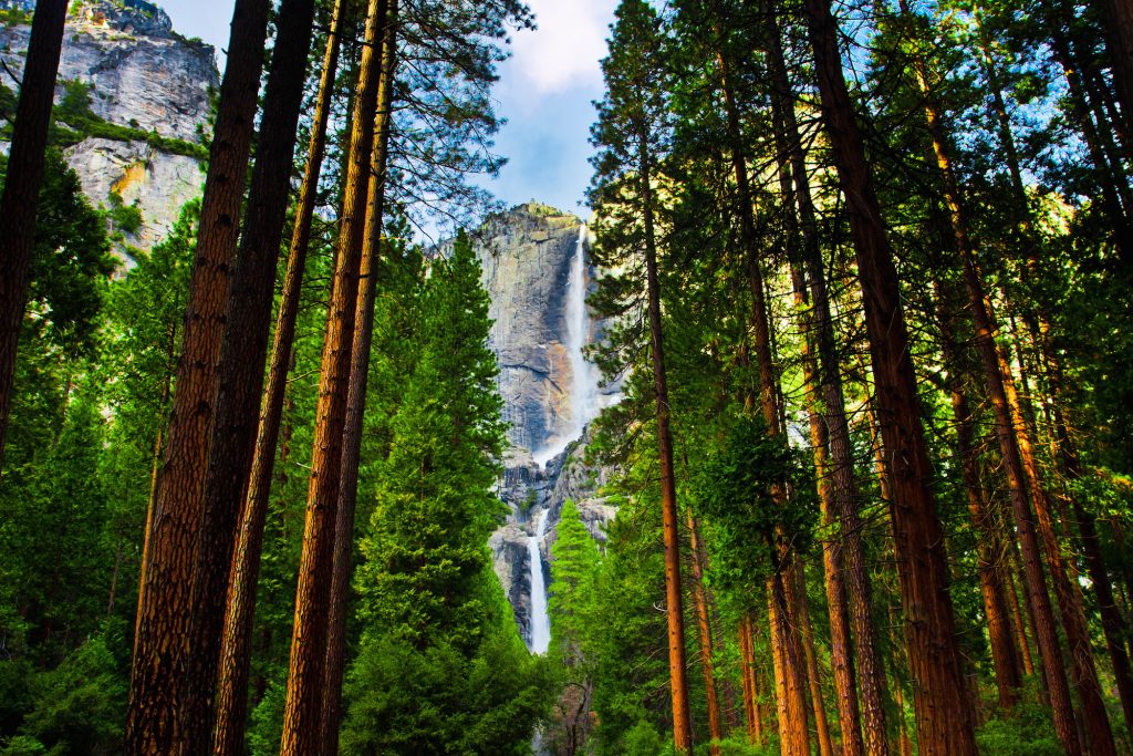 Yosemite Waterfalls behind Sequoias in Yosemite National Park,California