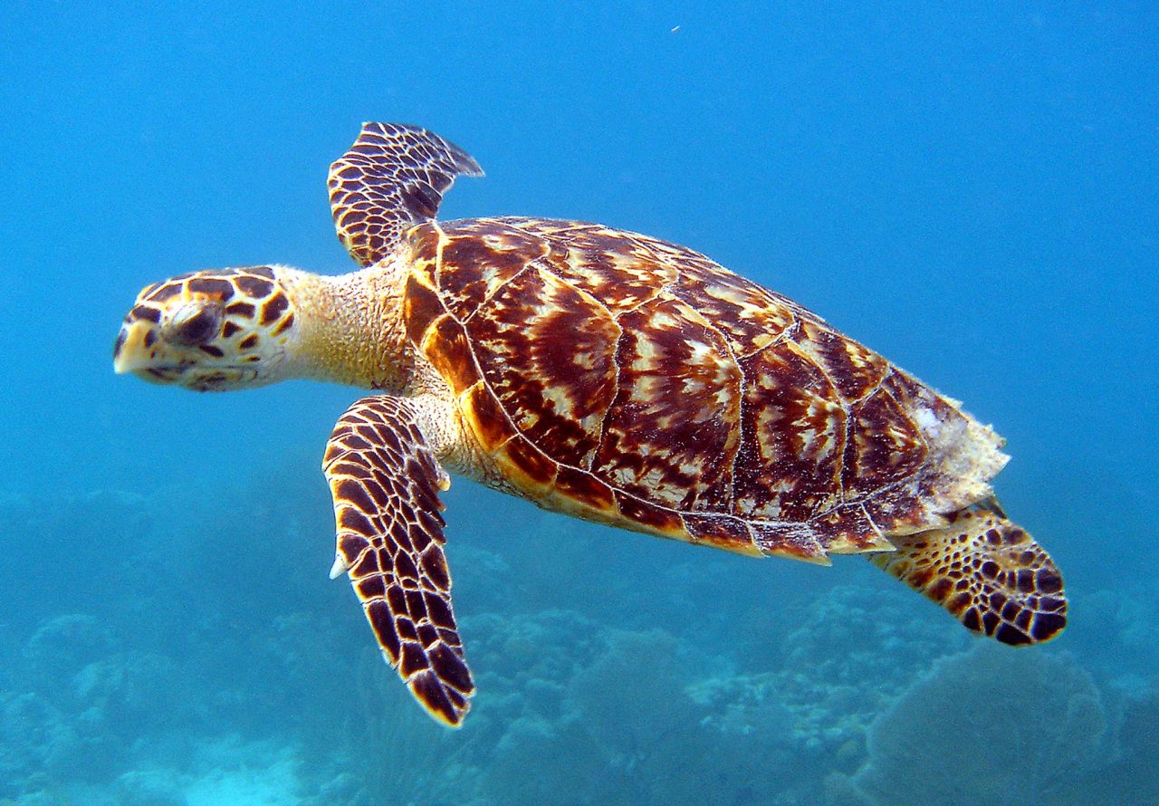 Have a Super Sea Turtle Summer