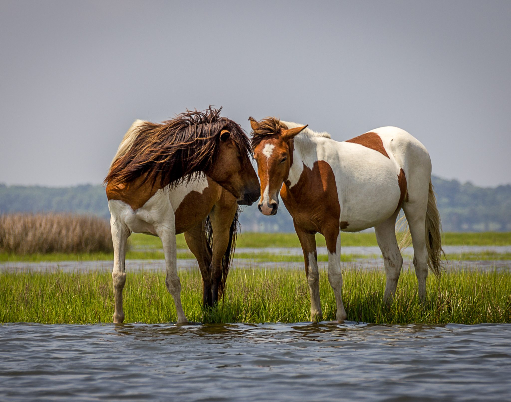 Chesapeake Bay Wild Horses