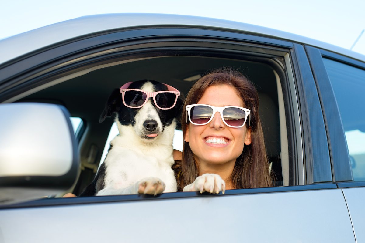 Video: Traveling With Your Pet