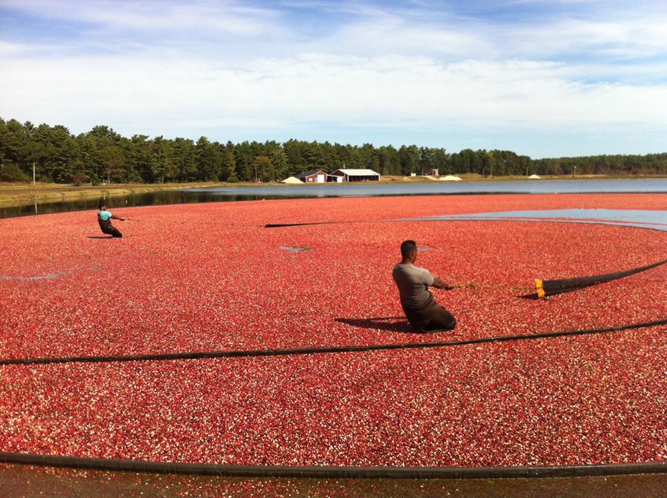 cranberry-harvest