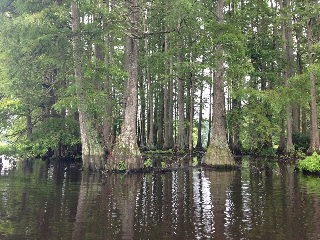 Cypress Trees in Trap Pond State Park