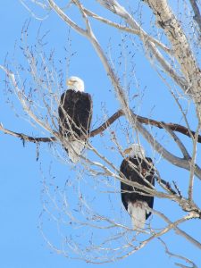 Two Bald Eagles in a Tree