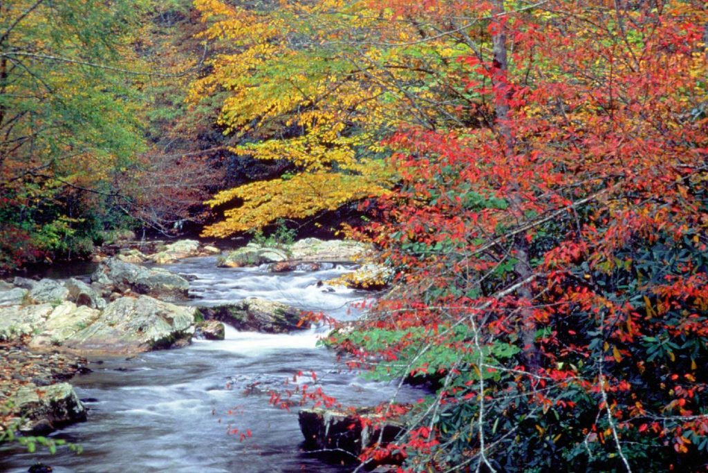 River in the Smoky Mountains
