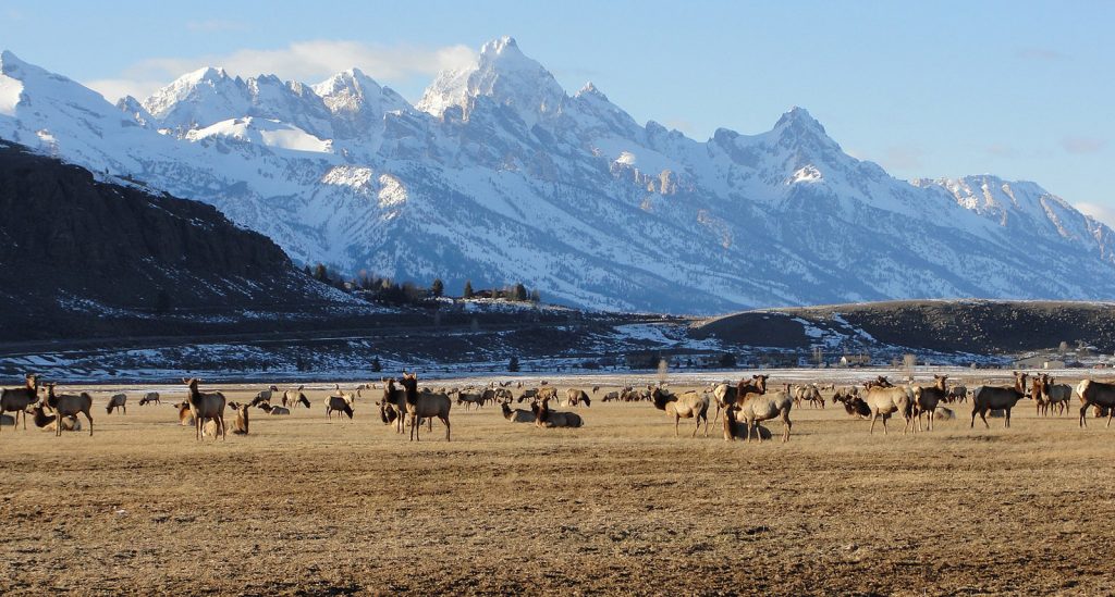 Herd of Elk With Mountains in Springtime