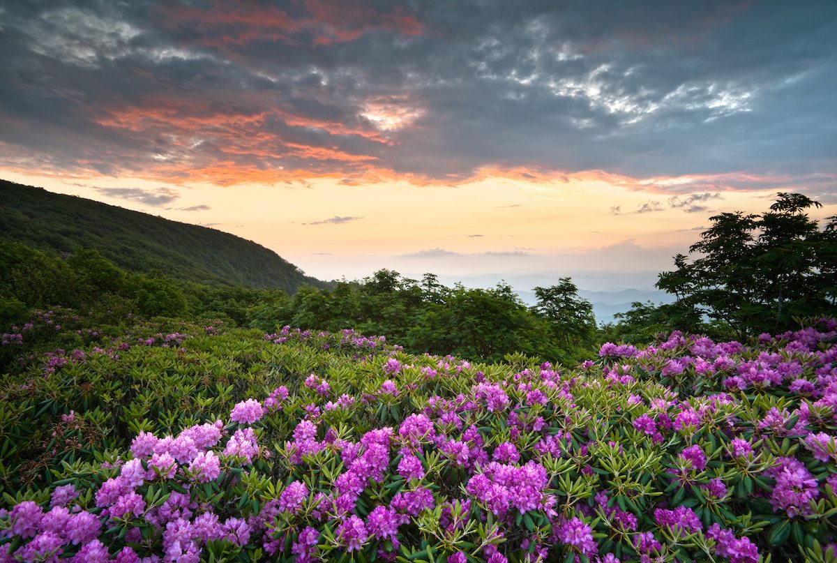 Blue Ridge Parkway Mountains Sunset Over Spring Rhododendron Flowers Blooms