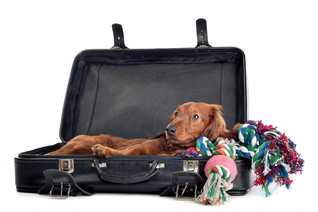 Dog Resting In Suitcase