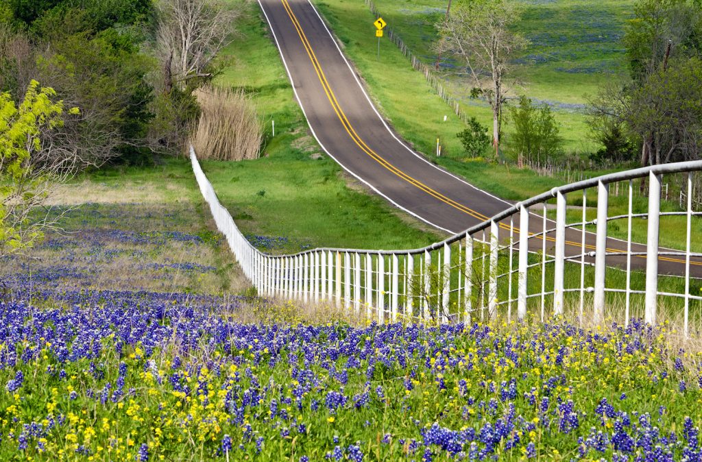 Bluebonnets Trail in Texas