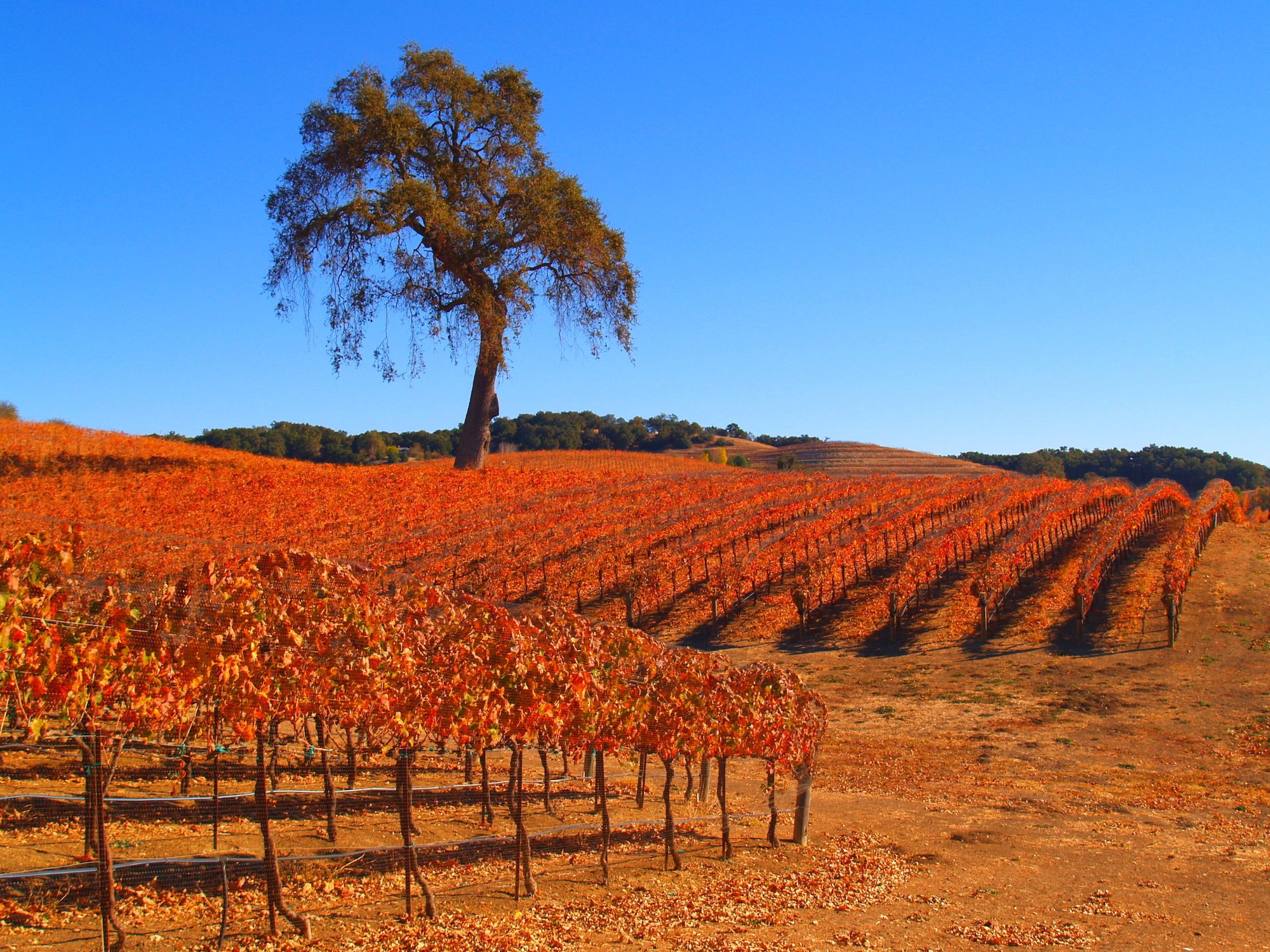 Road Trip to the Hidden (and Spectacular) California Coastal Wine Country