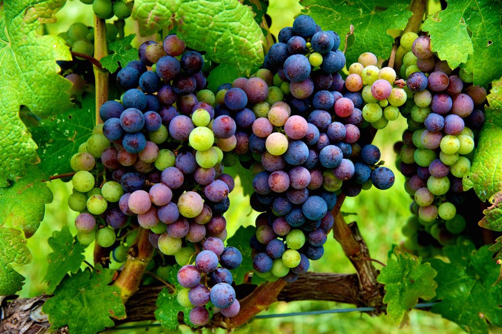 Virginia Vineyard Grapes