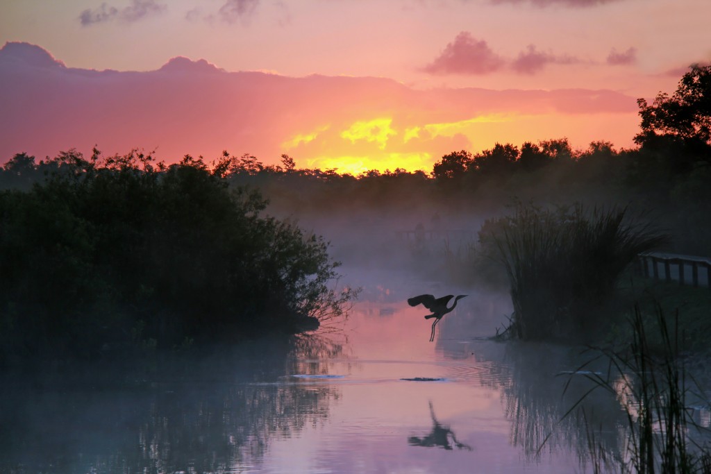 10 Must-See Places on the East Coast: The Florida Everglades
