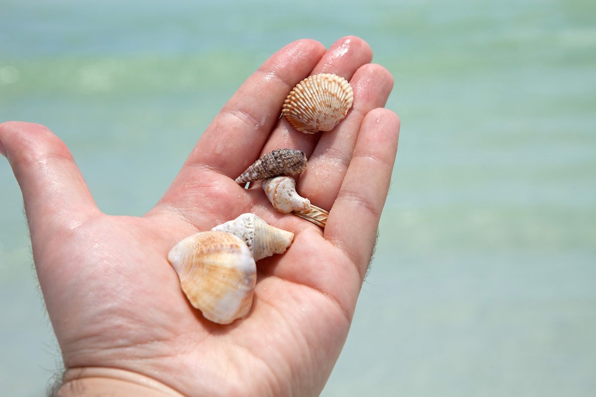 Best Beaches for Seashells