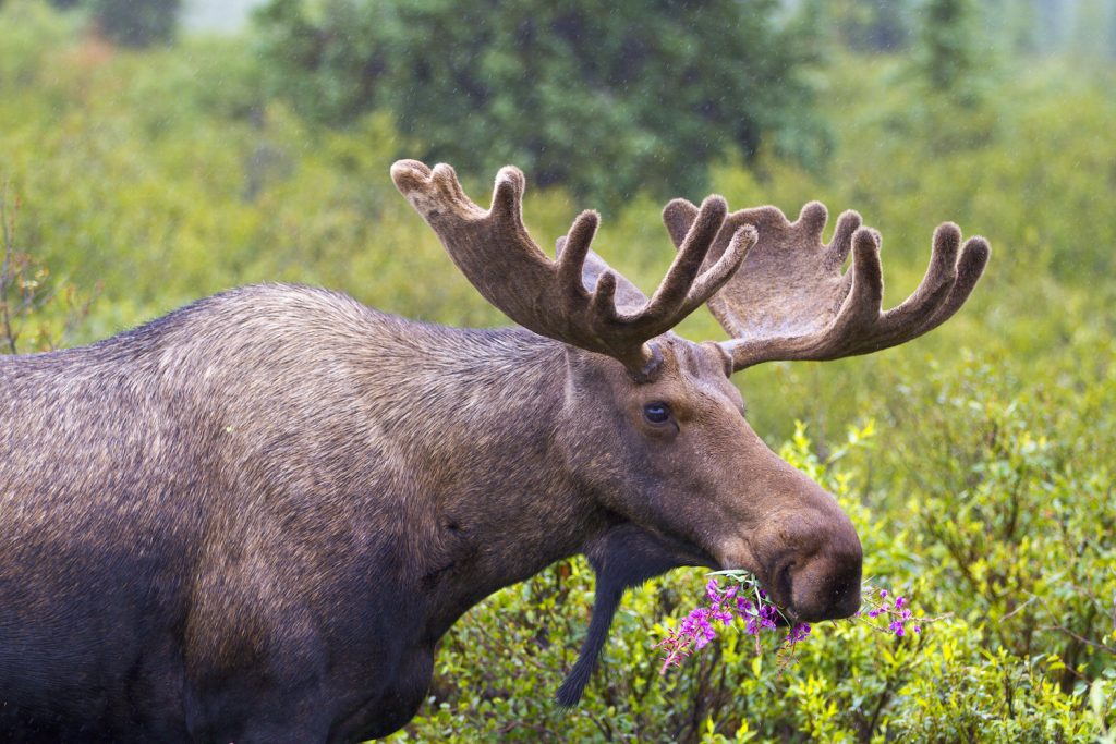 Bull Moose at Denali