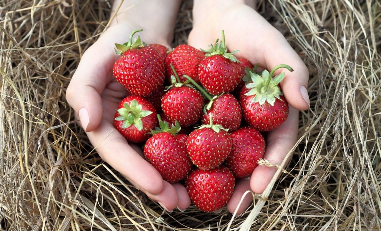 Top States Where You Can Enjoy Fresh Strawberries