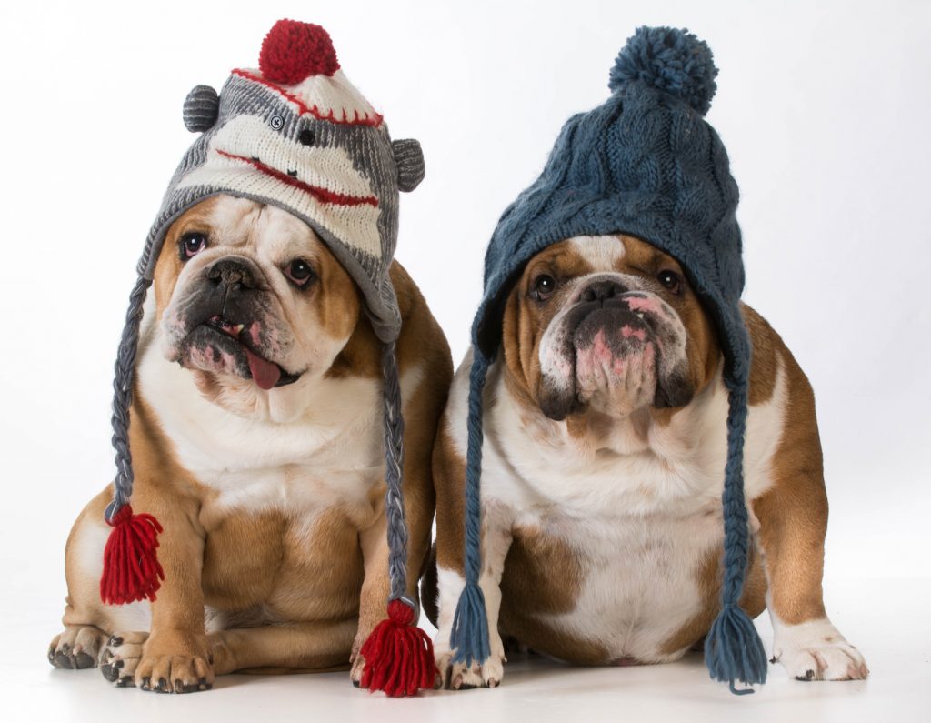 English Bulldogs with Knit Hats