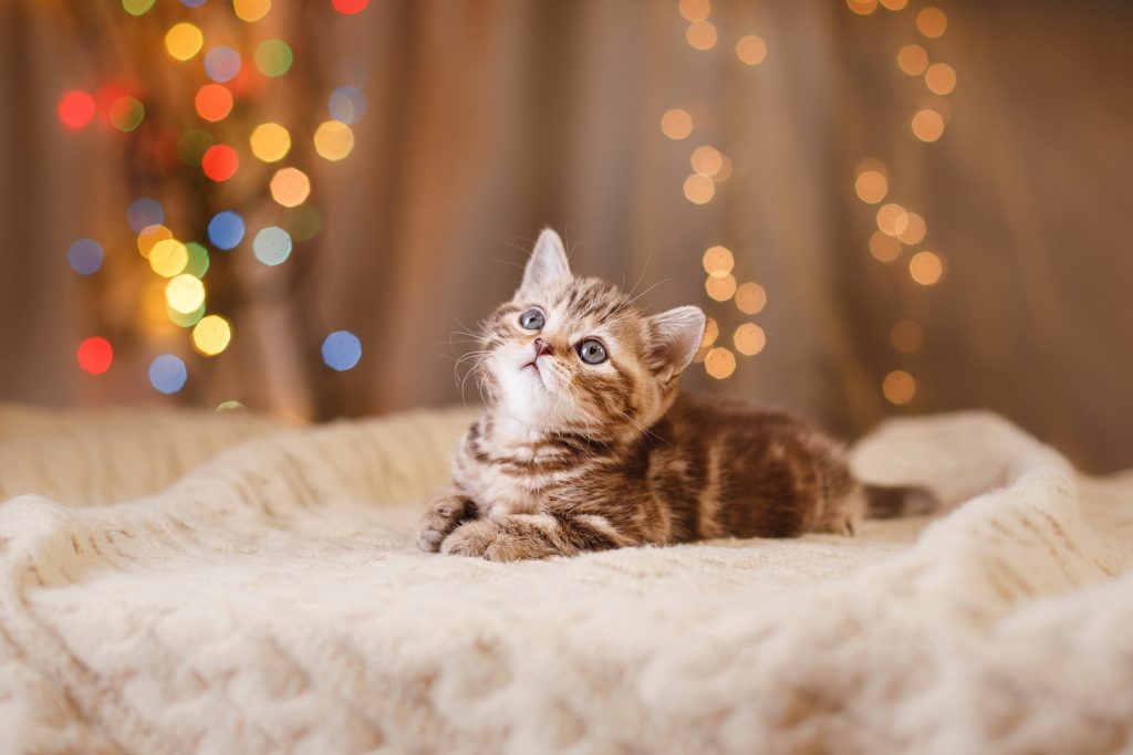 Christmas Lights and Adorable Kitten