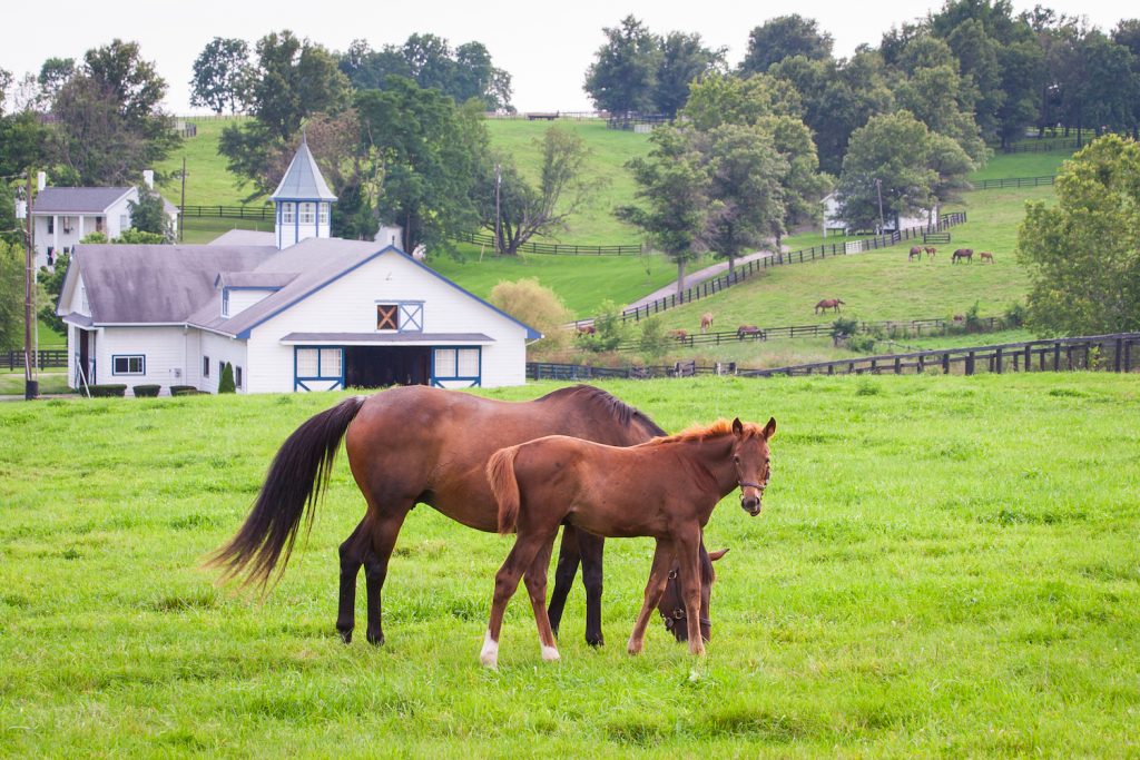 Mare With Her Colt On Pastures Of Horse Farms.