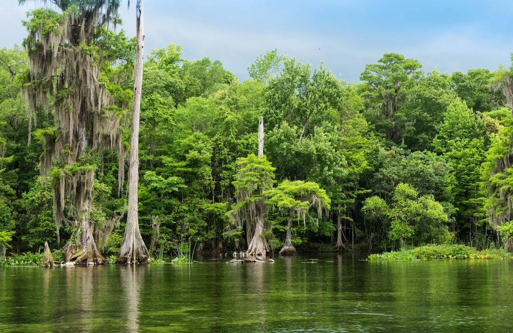 Wakulla Springs State Park and river is one of the largest and deepest freshwater springs in the world.