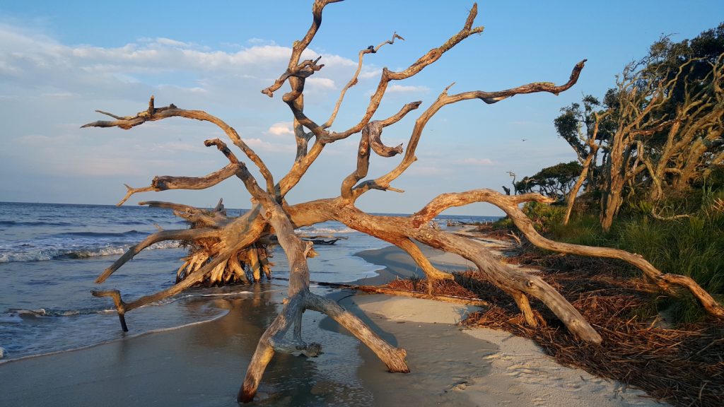 Driftwood Beach on Jekyll Island in the Golden Isles of Georgia