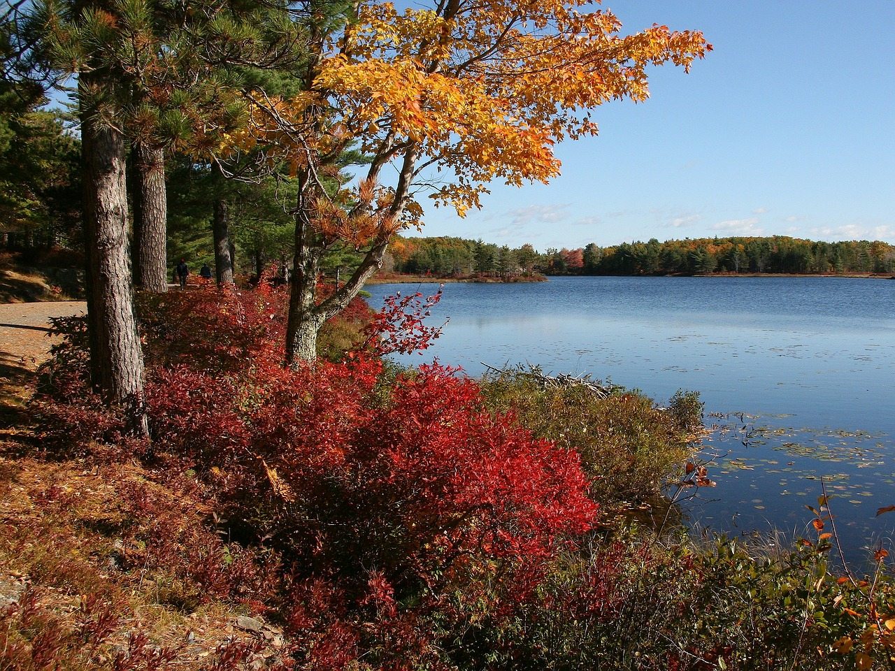 fall leaves acadia national park
