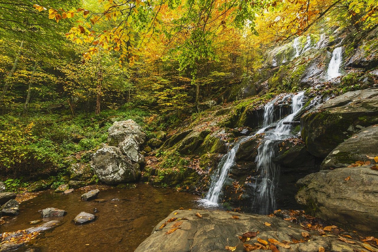 fall leaves shenandoah national park