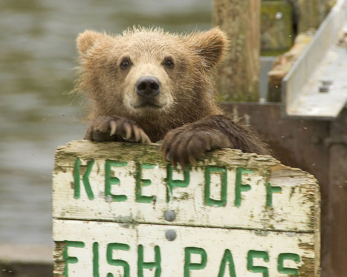 grizzly bear at Kodiak