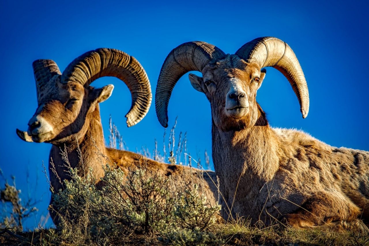 big horn sheep at Yellowstone