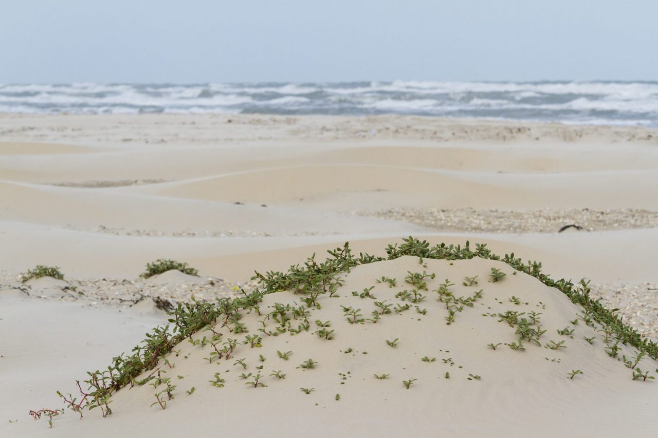 Coastal dunes of South Padre Island TX.