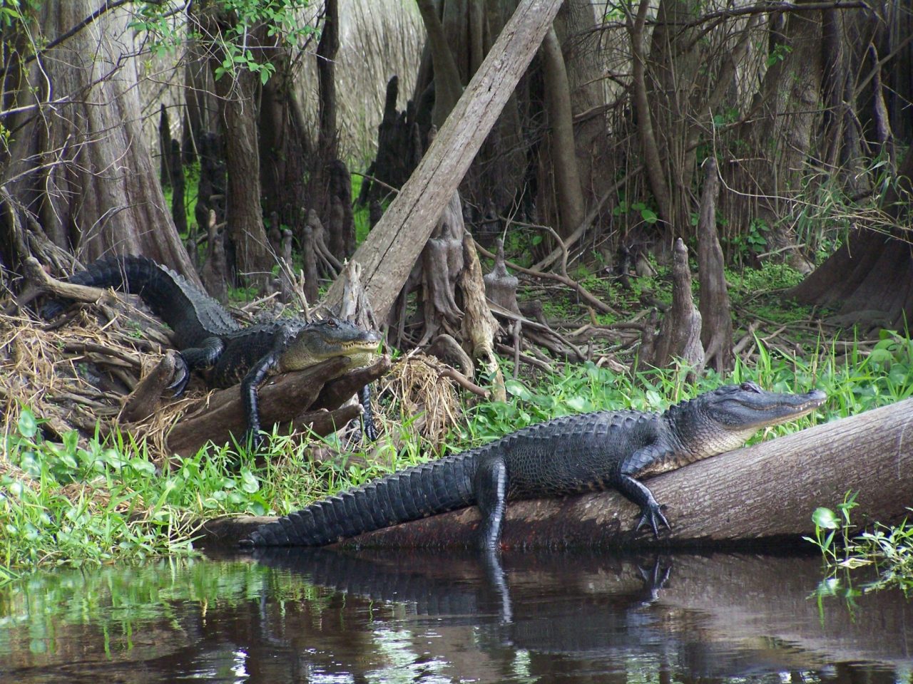 alligators on wekiva river