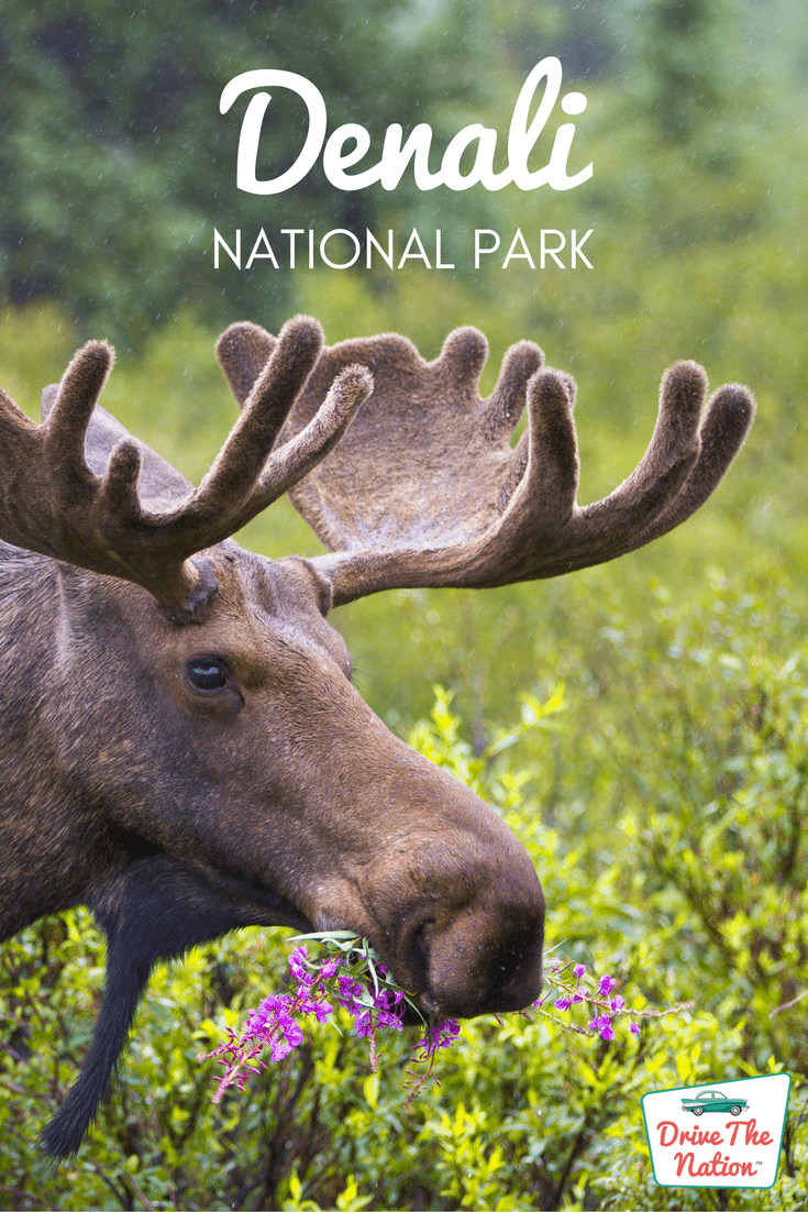 Denali welcomes almost half a million visitors each year to explore not only North America's highest peak, Mt. McKinley, but also the diverse wildlife and unique landscape.