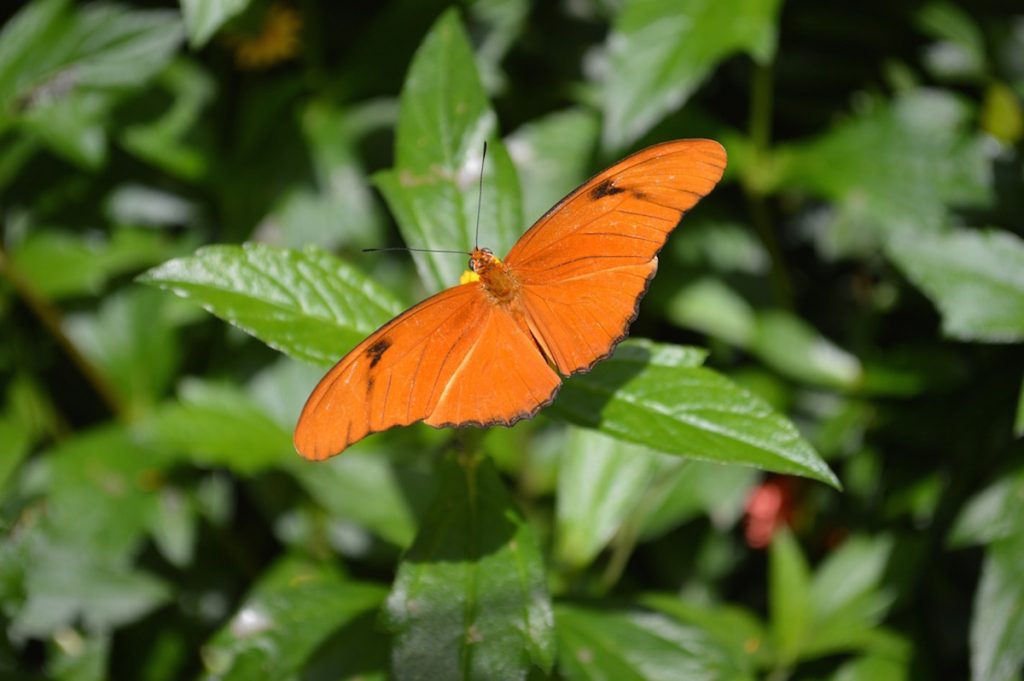 Butterfly & Nature Conservancy, Key West, Florida