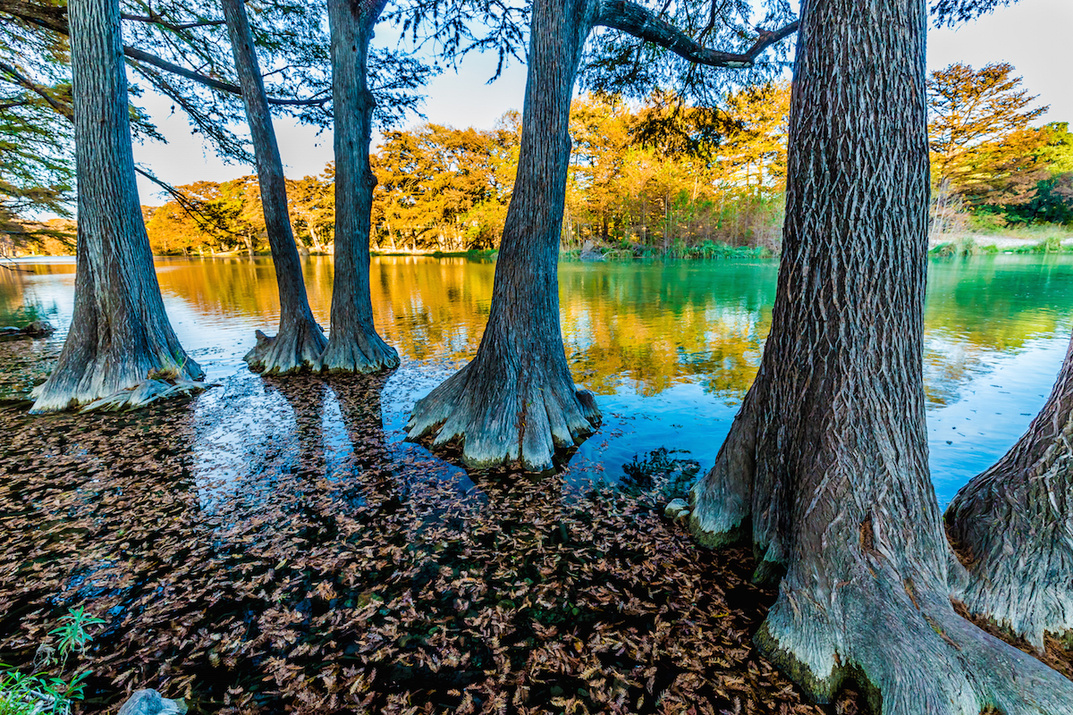 Fall Foliage On The Crystal Clear Frio River In Texas.