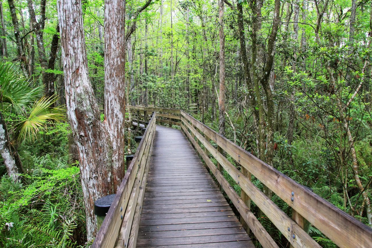 Boardwalk through cypress trees in Florida