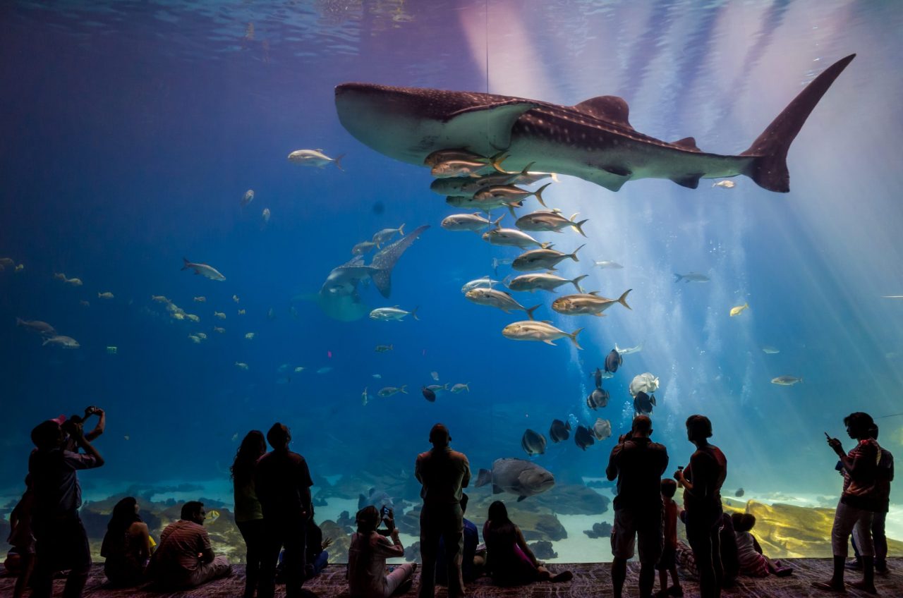 5 Best Aquariums to See Sharks
