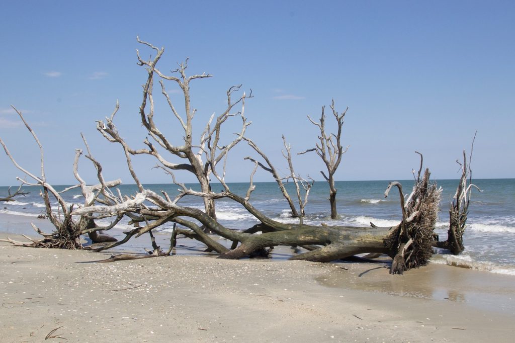 Big branch tree laying on its side on the beach in Edisto Island Bay, soft blue sky in the background