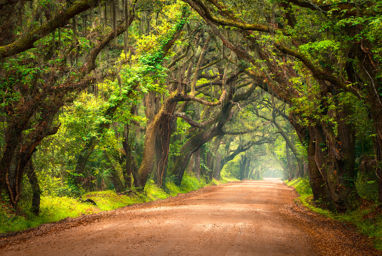 Tree Lined, live oaks, Dirt Road in Charleston, South Carolina. Edisto Island, SC