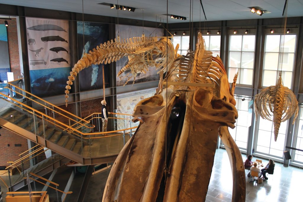 Whale Skeleton in New Bedford Whaling Museum 