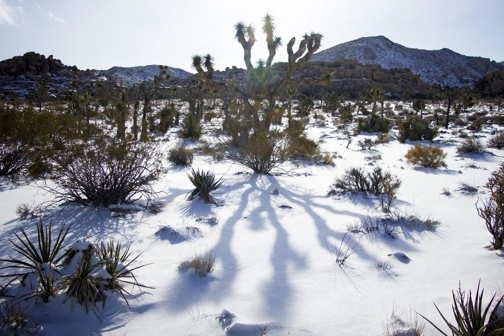 Joshua Tree National Park during winter. Covered in a snow on a sunny day. 