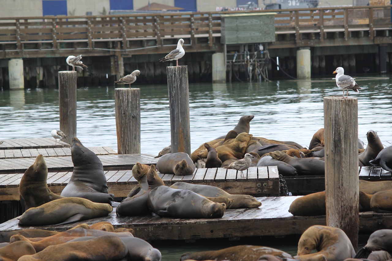 Places to See Sea Lions in San Francisco