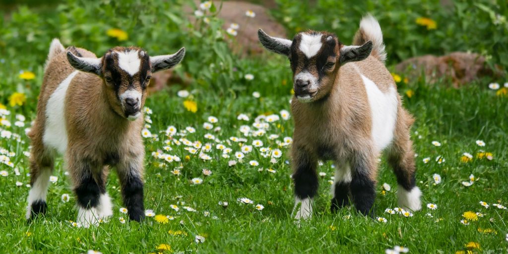 two baby goats in the grass