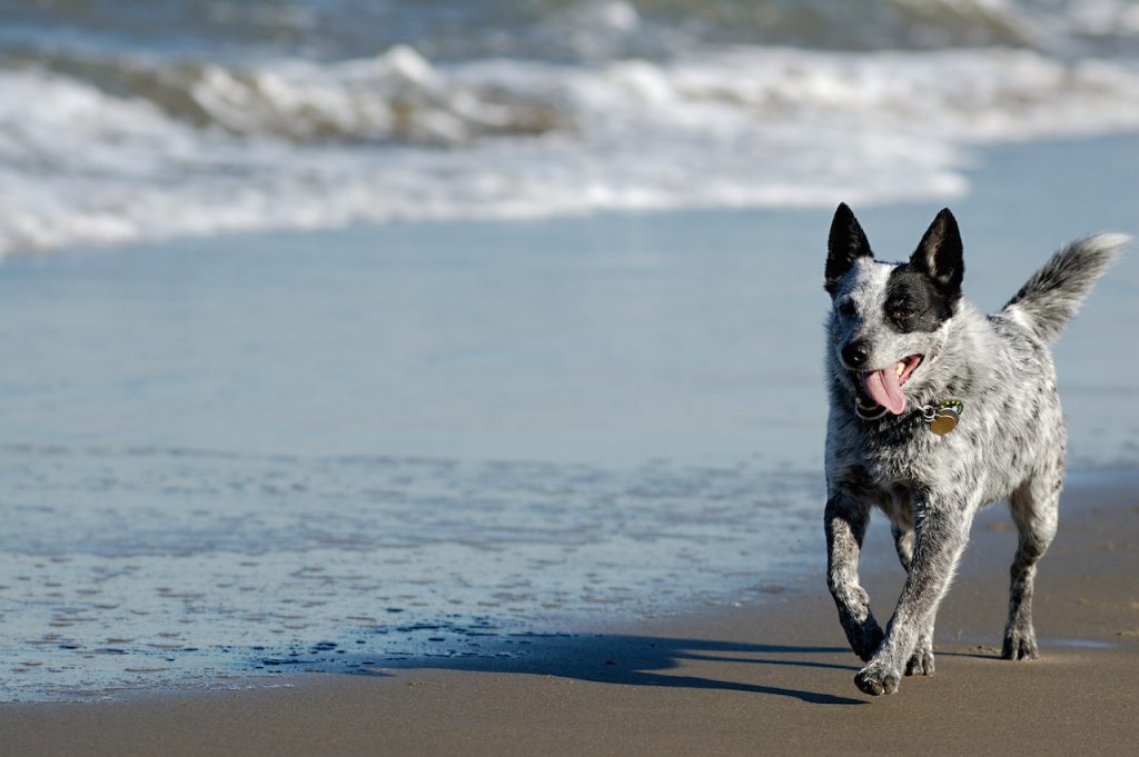 Australian cattle dog is running by San Francisco Bay.<br /> ** Note: Shallow depth of field