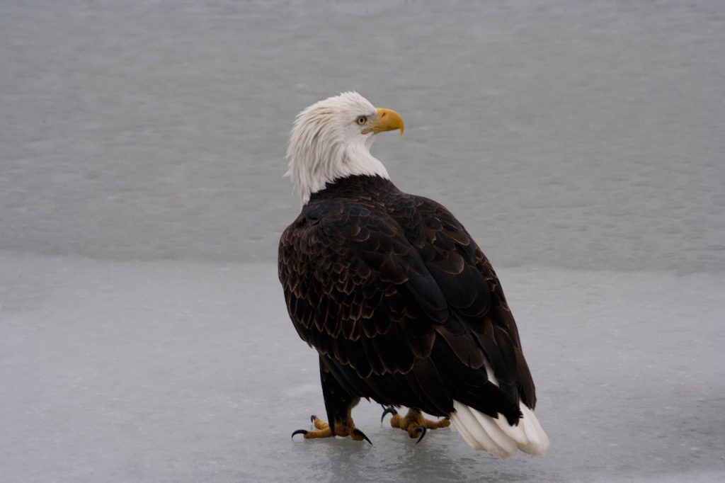 American bald eagle stands turning its head on the frozen Chilkat River in Haines Alaska USA.