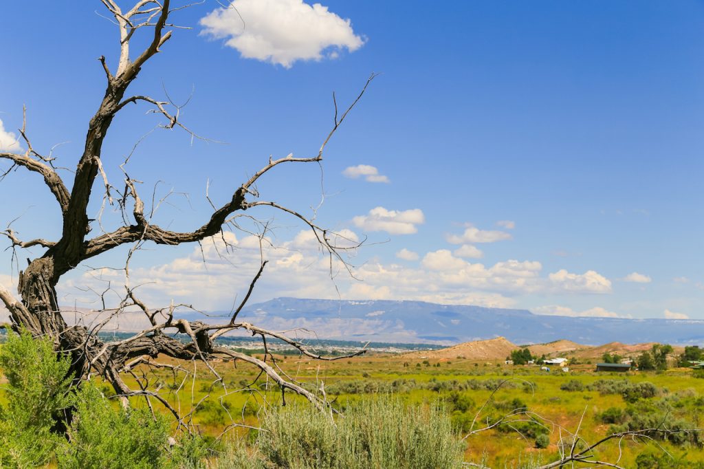 Distant view of the city of Grand Junction in Colorado with a dead tree in front and the Grand Mesa in the back.
