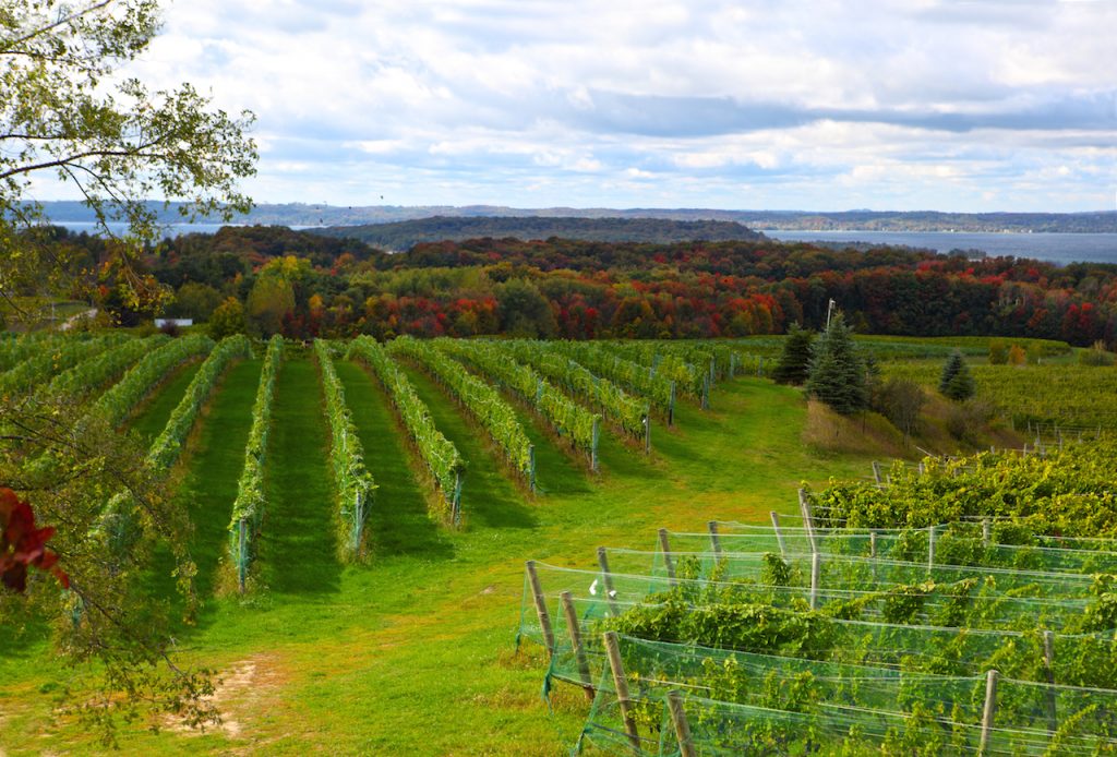 Vineyard field in Old Mission Peninsula Michigan in the Autumn