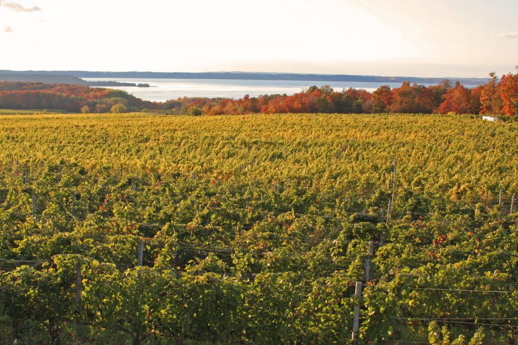 A vineyard next to Grand Traverse bay Michigan