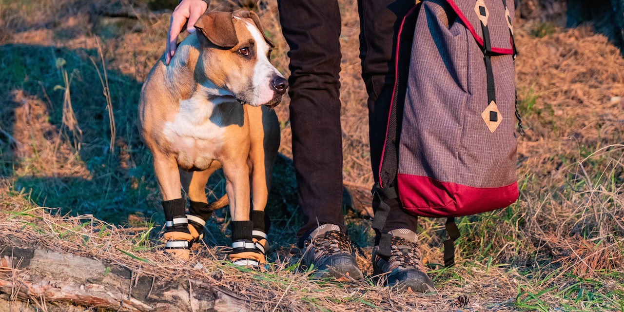 Places to Hike with Your Dog