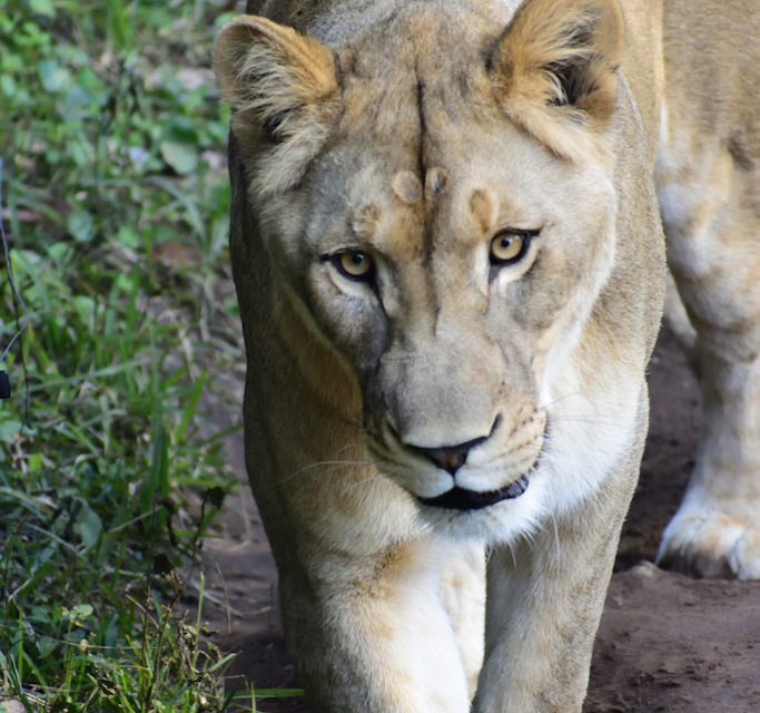 Central Florida Animal Reserve